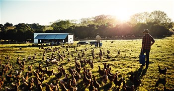 Ferme et entreprise agricole